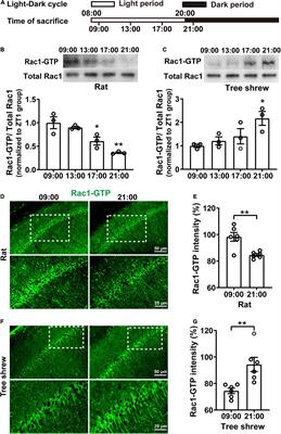 Time of Day-Dependent Alteration of Hippocampal Rac1 Activation Regulates Contextual Fear Memory in Rats